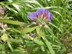 Geranium erianthum