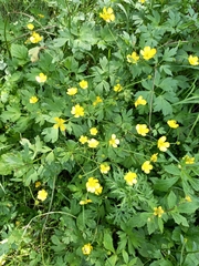 Ranunculus repens