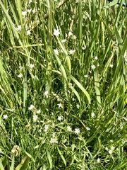 Stellaria longifolia