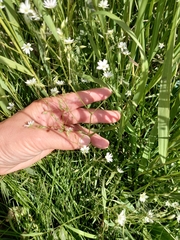 Stellaria longifolia