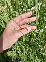 Stellaria longifolia