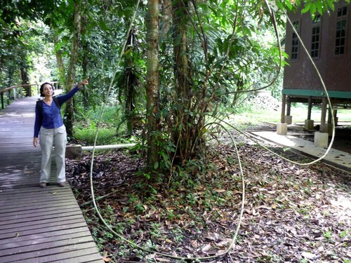 Long-spiny-flagella rattan palm (Calamus ornatus)