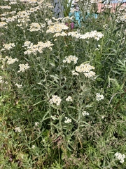 Achillea salicifolia