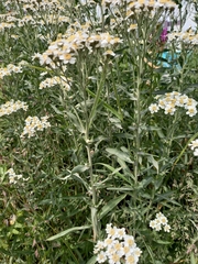 Achillea salicifolia