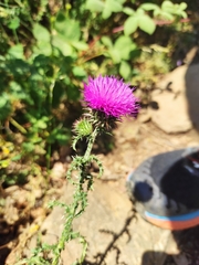 Galactites tomentosus