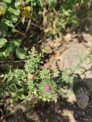 Galactites tomentosus