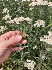 Achillea salicifolia