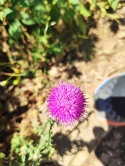 Galactites tomentosus