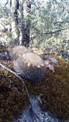 Mammillaria densispina