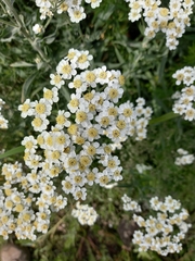 Achillea salicifolia