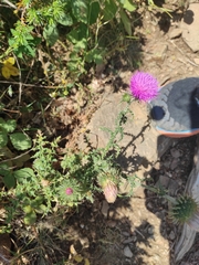 Galactites tomentosus