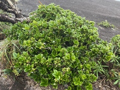 Alyxia orophila