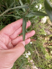 Achillea salicifolia
