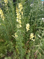 Linaria vulgaris