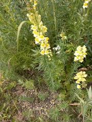 Linaria vulgaris