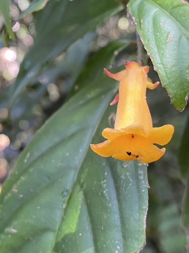 Lenbrassia australiana, 2021-08-01
