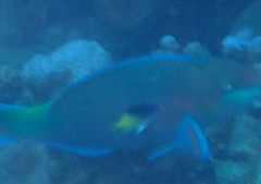 Chrysiptera rollandi