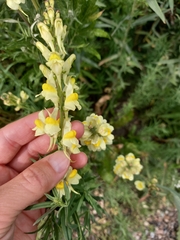 Linaria vulgaris
