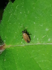 Plagiognathus arbustorum