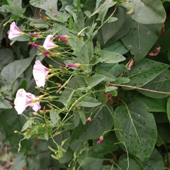 Convolvulus arvensis