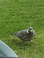 Columba palumbus