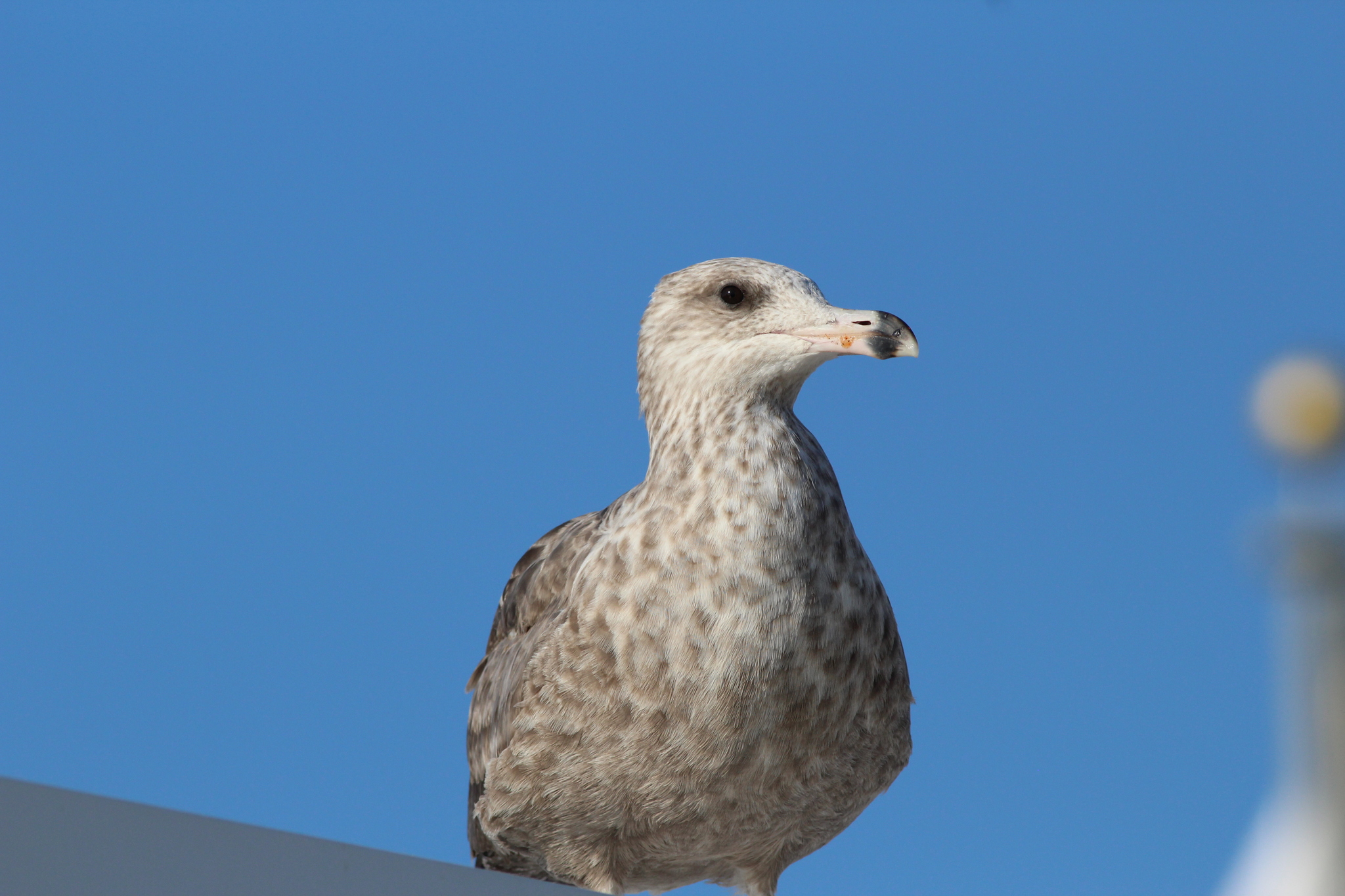 American Herring Gull
