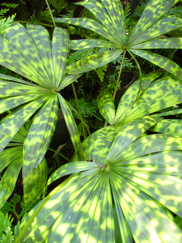 Licuala mattanensis