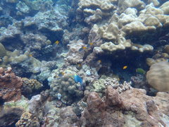 Neopomacentrus sororius