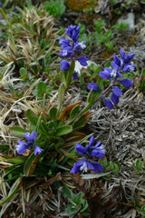 Polygala amara