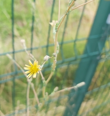 Lactuca serriola