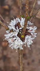 Agathosma roodebergensis