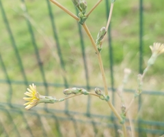 Lactuca serriola
