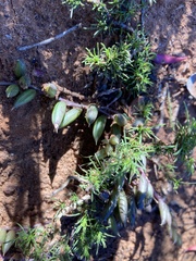Curio radicans