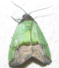 Ozarba nigroviridis
