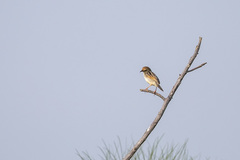 Cisticola marginatus