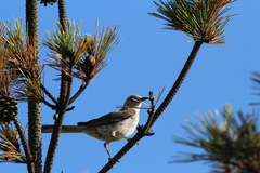 Mimus polyglottos polyglottos