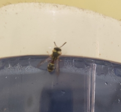 Paraleptomenes miniatus