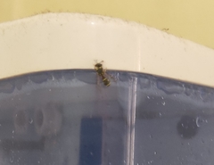 Paraleptomenes miniatus