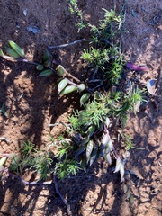 Curio radicans