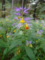 Melampyrum subalpinum