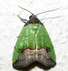 Ozarba nigroviridis