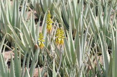 Aloe vera