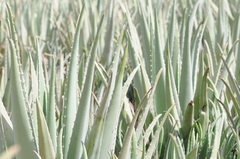Aloe vera