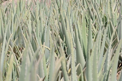 Aloe vera