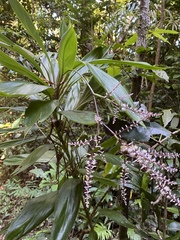 Cordyline cannifolia