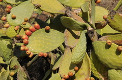 Opuntia
