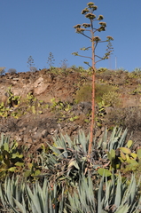 Agave americana