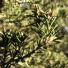 Melaleuca cuticularis