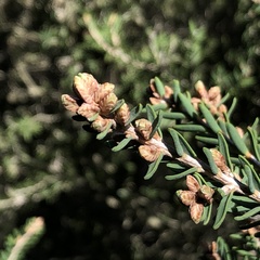 Melaleuca cuticularis