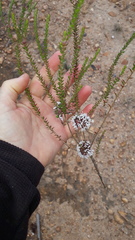 Agathosma roodebergensis